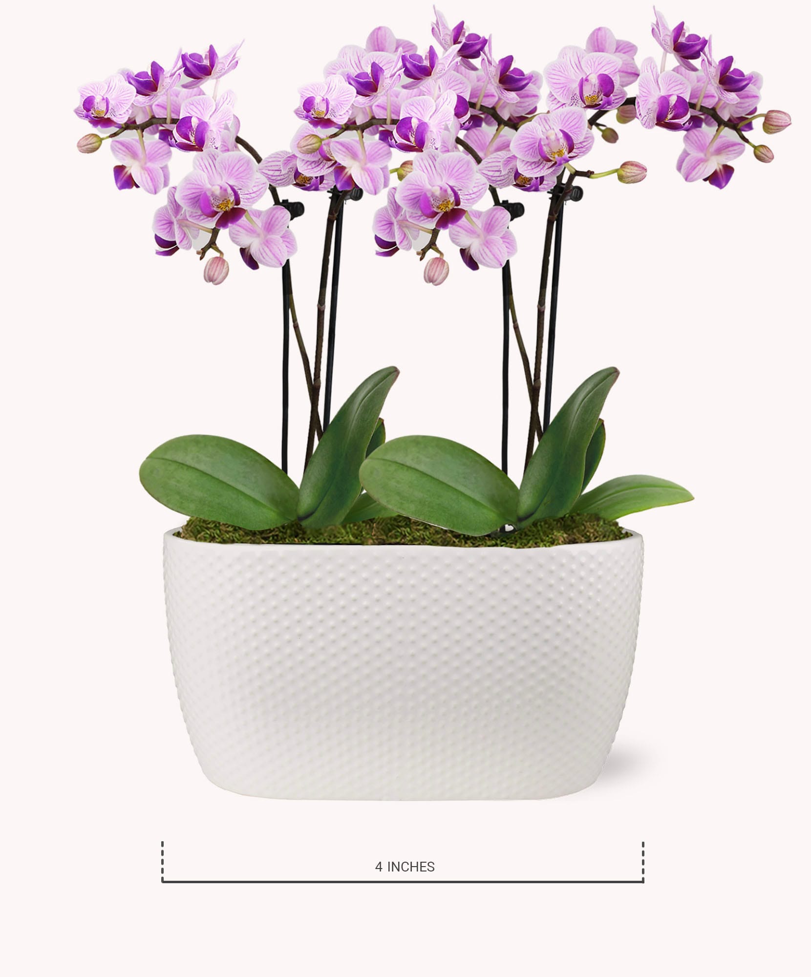 Elegant white pot with vibrant purple orchids and lush green leaves, adding beauty to any space.
