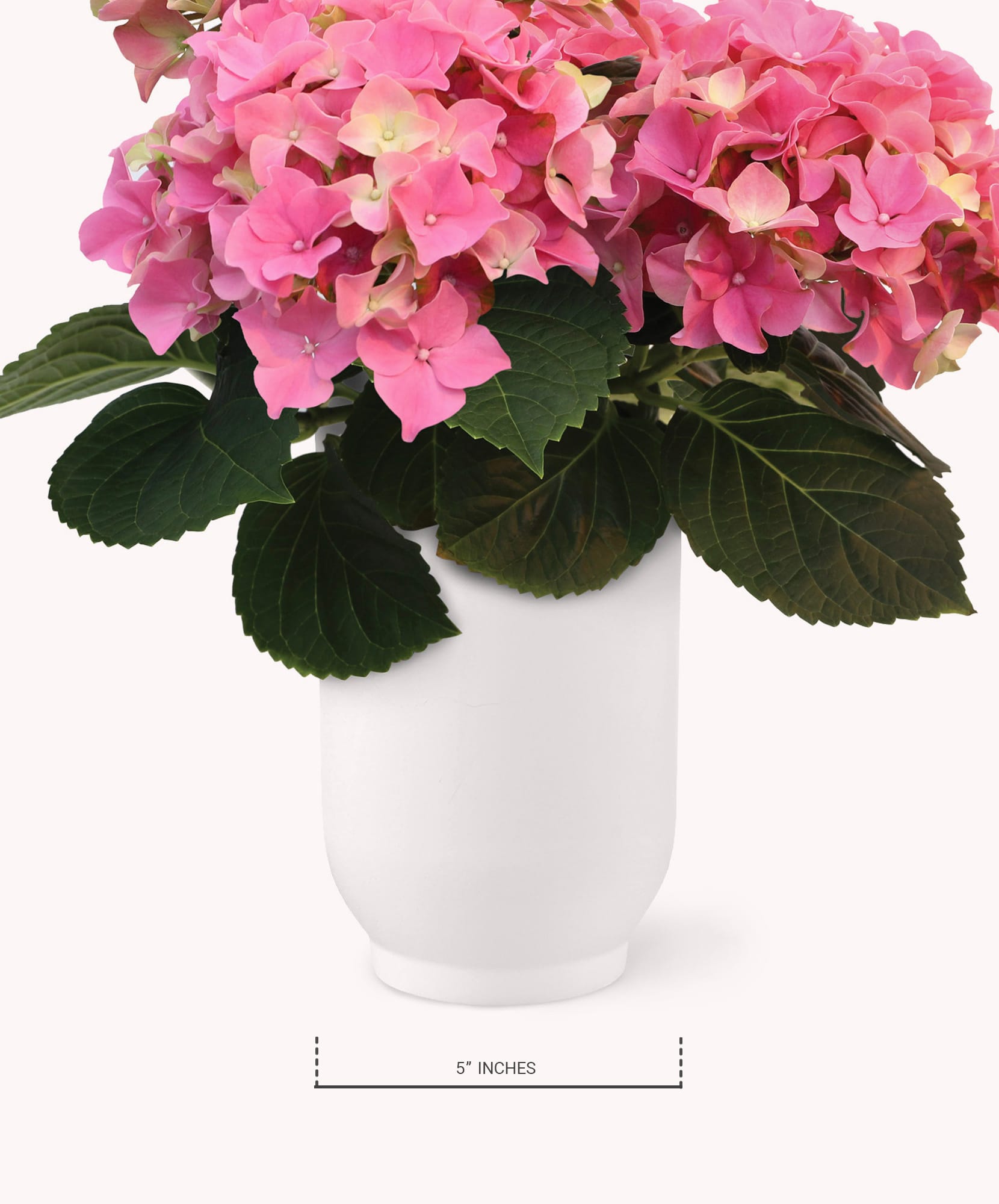 Vibrant pink hydrangeas in a sleek white vase, perfect for brightening any space.