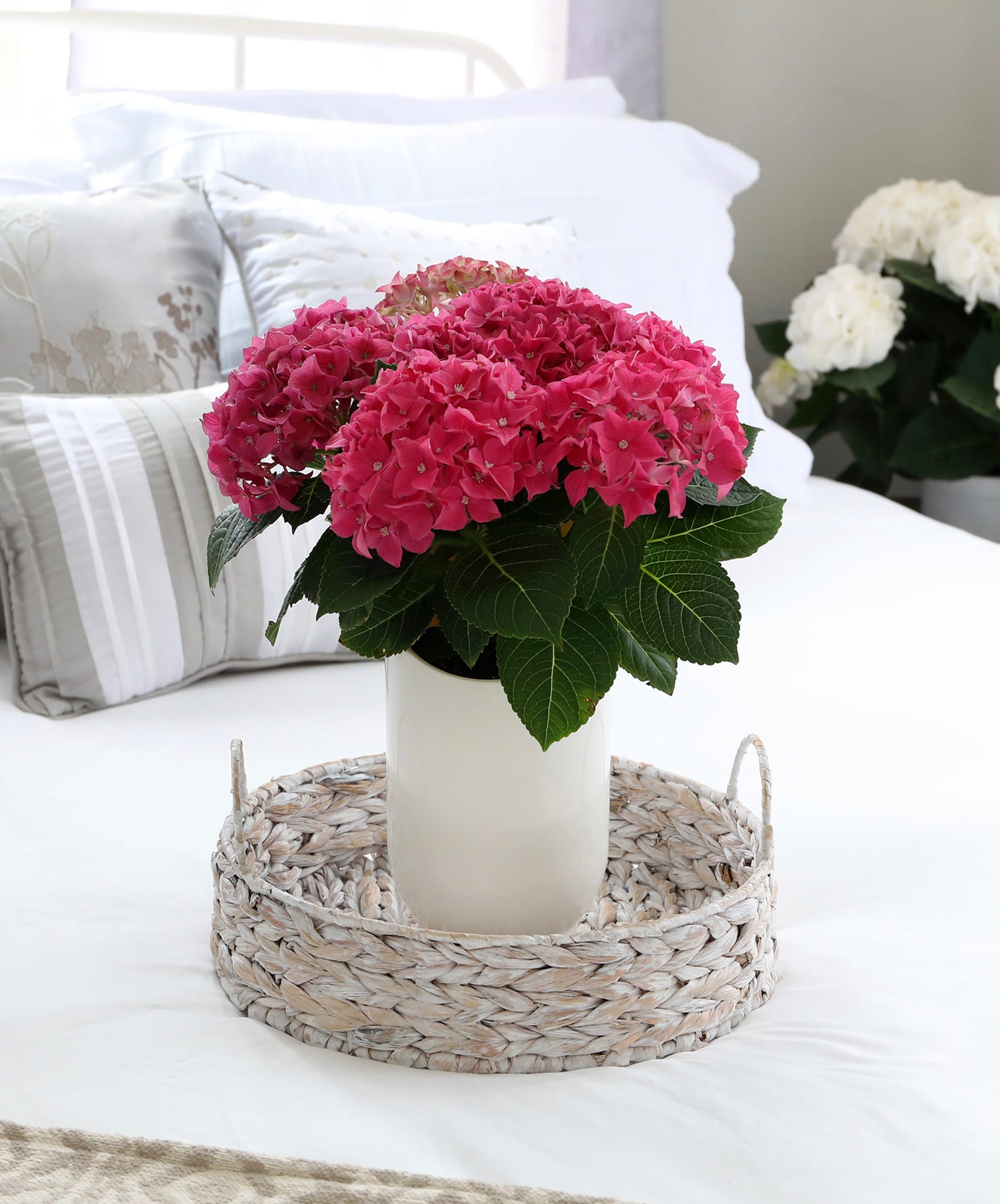 Vibrant pink hydrangeas in a white vase, elegantly arranged on a woven tray.