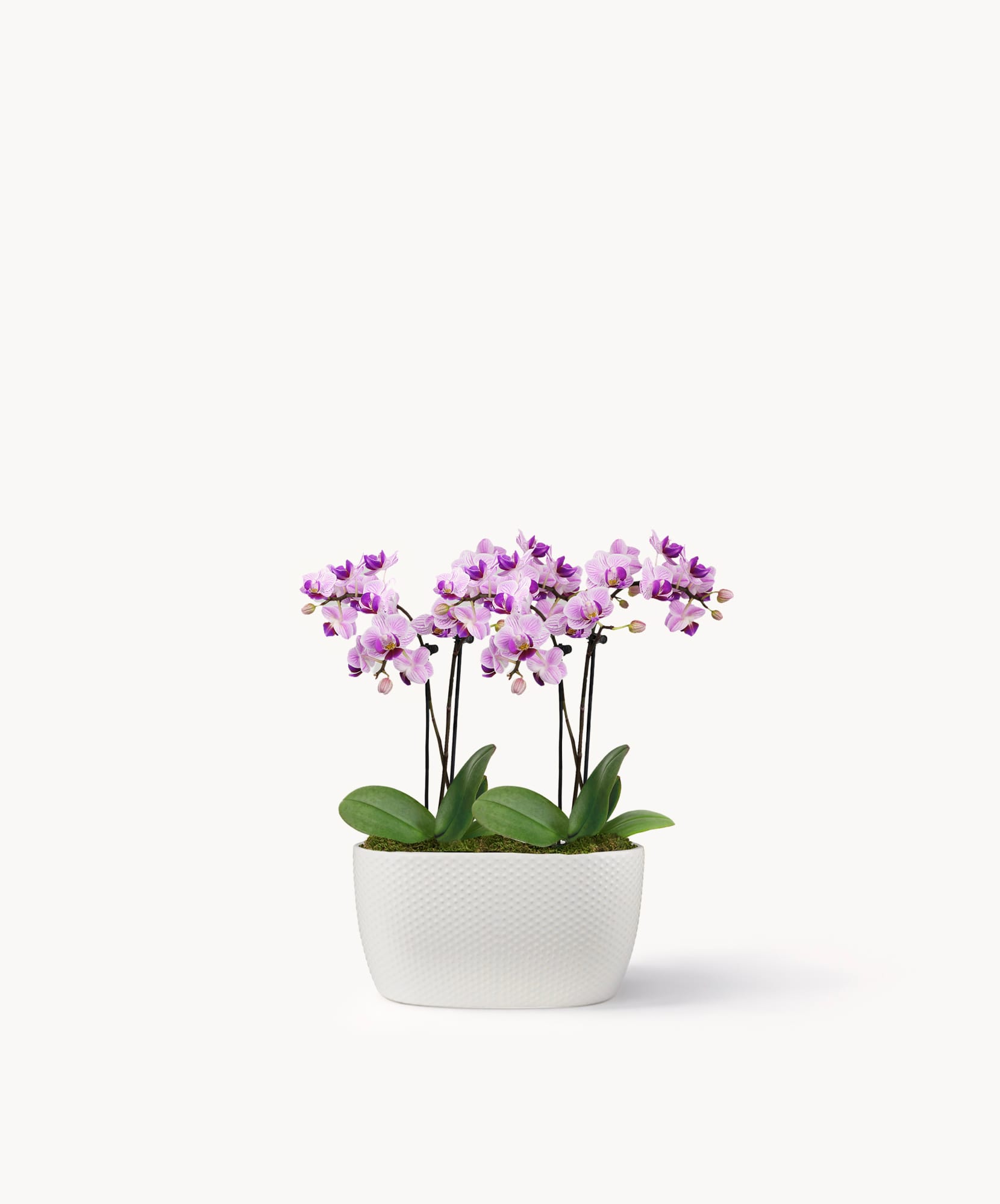 Beautiful purple orchids in a modern white planter, perfect for home decor or gifts.